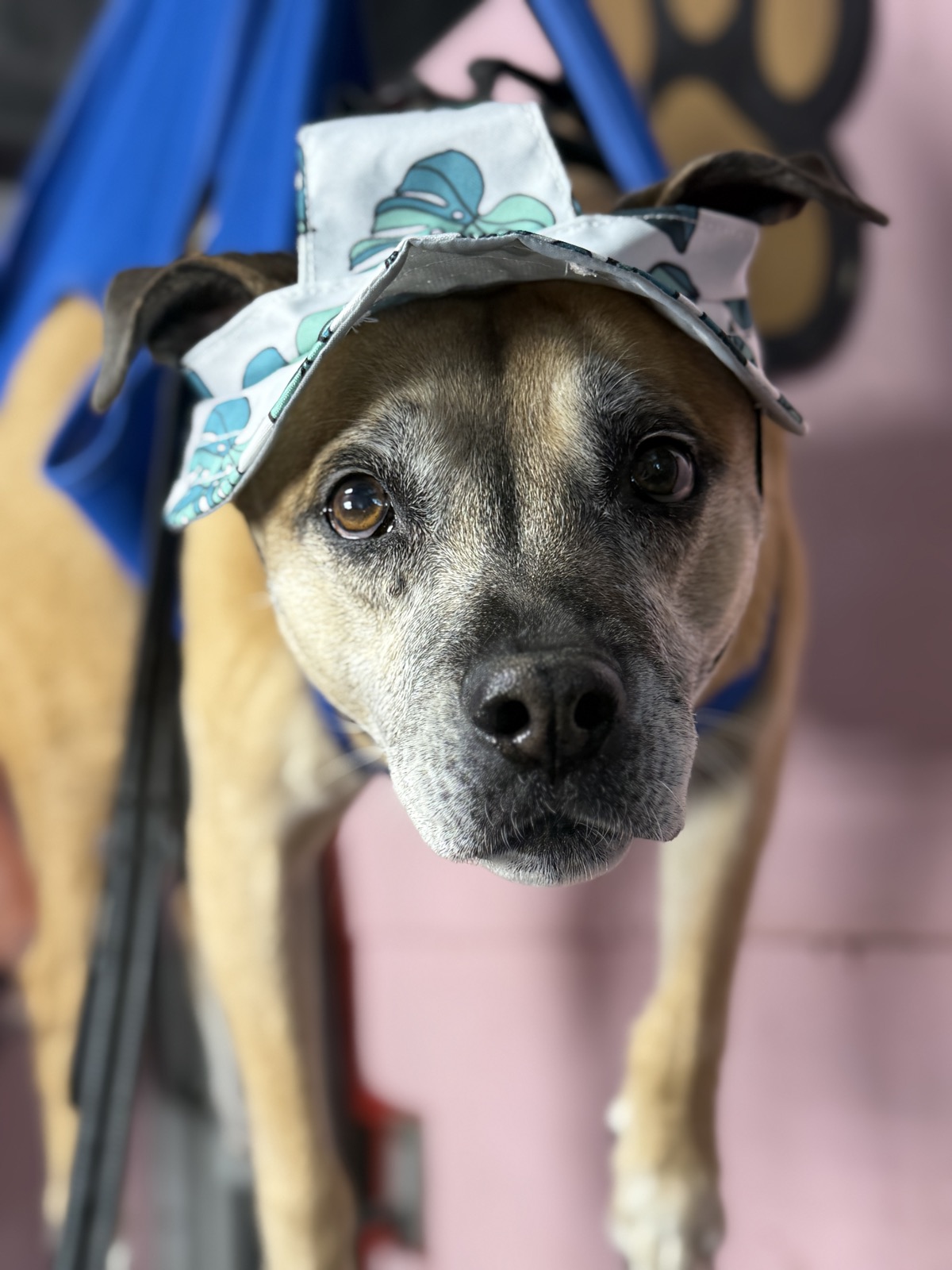 A sweet rescue dog wearing a patterned bandana